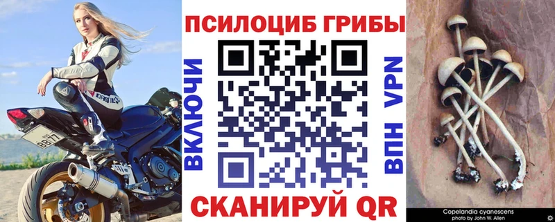 Псилоцибиновые грибы Psilocybine cubensis  Трубчевск 